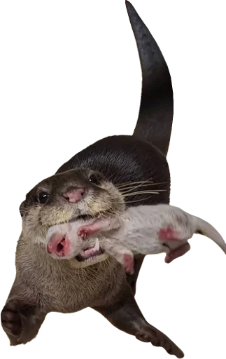 🦦 Стикер «Otters Gotta Ott 4» для Telegram