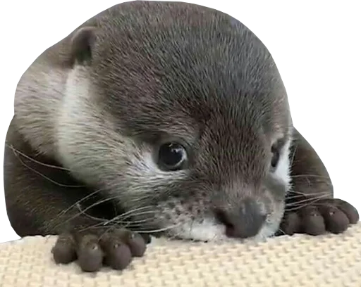 ❔ Стикер «Otters Gotta Ott 4» для Telegram