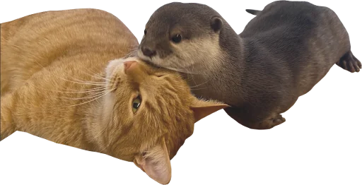 🐈‍⬛ Стикер «Otters Gotta Ott 4» для Telegram