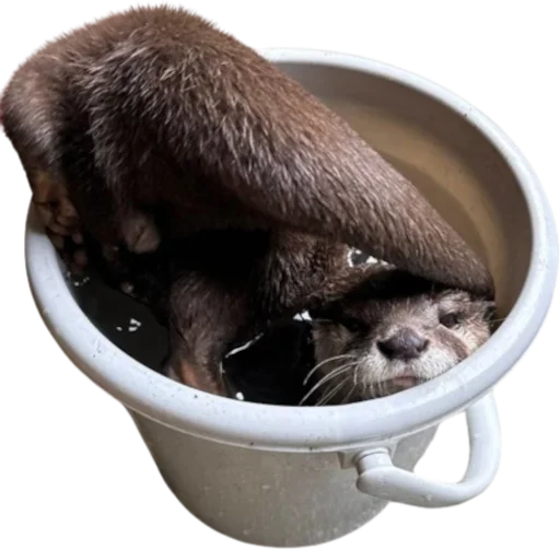 🦦 Стикер «Otters Gotta Ott 4» для Telegram