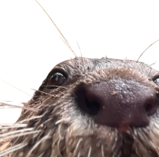 🦦 Стикер «Otters Gotta Ott 4» для Telegram