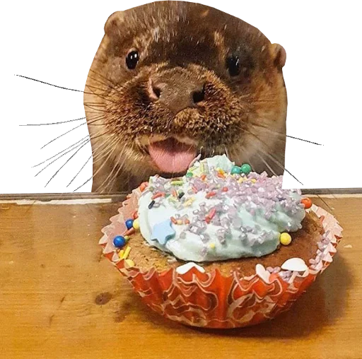 Otters Gotta Ott 4
