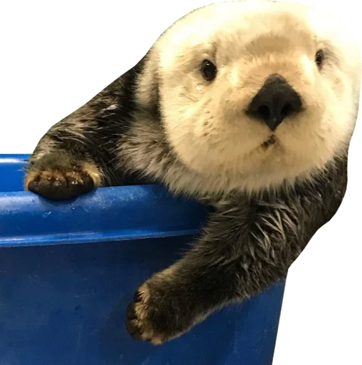 🛁 Стикер «Otters Gotta Ott 4» для Telegram