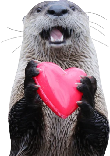 ❤ Стикер «Otters Gotta Ott 4» для Telegram
