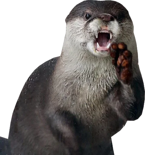🧛‍♂ Стикер «Otters Gotta Ott 4» для Telegram