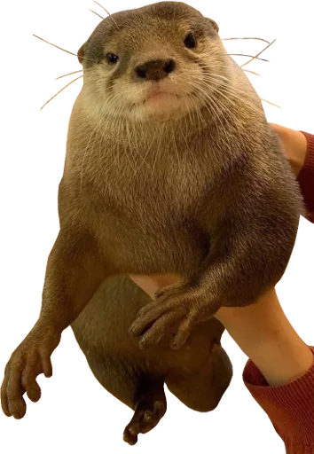 👐 Стикер «Otters Gotta Ott 4» для Telegram