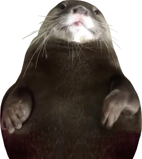 😐 Стикер «Otters Gotta Ott 4» для Telegram