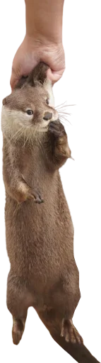 😶 Стикер «Otters Gotta Ott 4» для Telegram