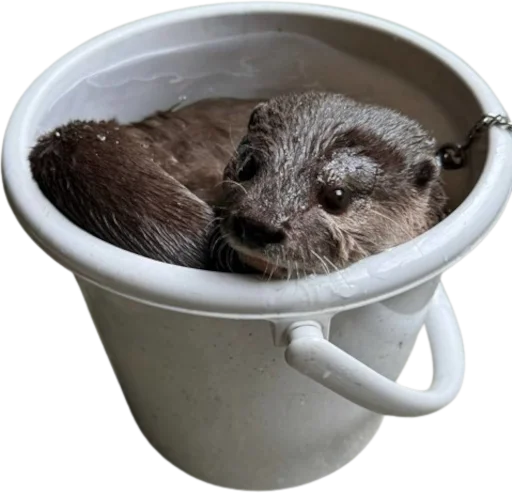 🦦 Стикер «Otters Gotta Ott 4» для Telegram