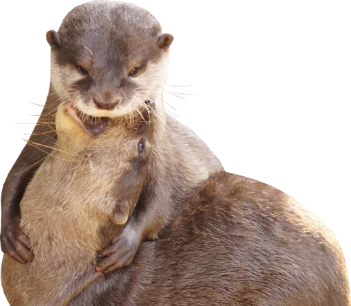 🧛‍♂ Стикер «Otters Gotta Ott 4» для Telegram