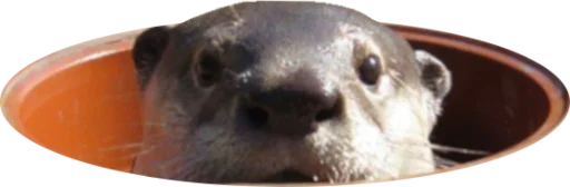 🟠 Стикер «Otters Gotta Ott 4» для Telegram