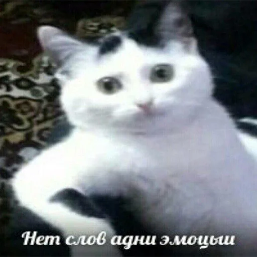 😐 Стикер «Ответы/Нет негативу» для Telegram