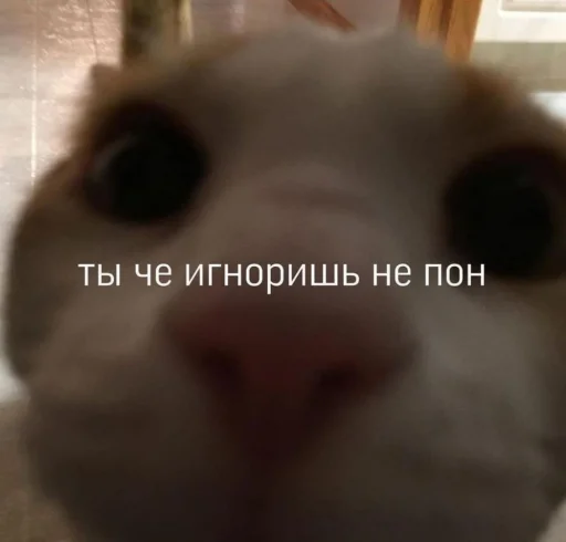 🤳 Стикер «Ответы/Нет негативу» для Telegram