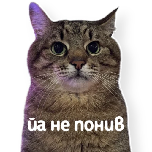 😐 Стикер «котыдоброты» для Telegram