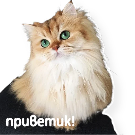 👋 Стикер «котыдоброты» для Telegram