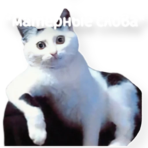 🤬 Стикер «котыдоброты» для Telegram