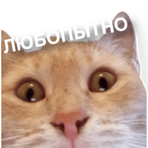🧐 Стикер «котыдоброты» для Telegram