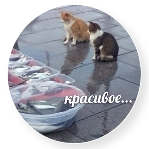 😻 Стикер «котыдоброты» для Telegram