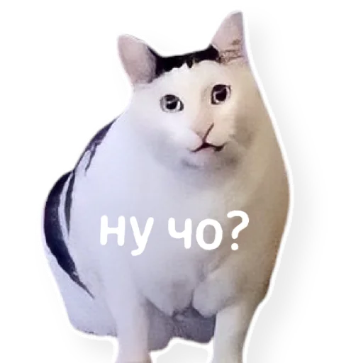 ❓ Стикер «котыдоброты» для Telegram