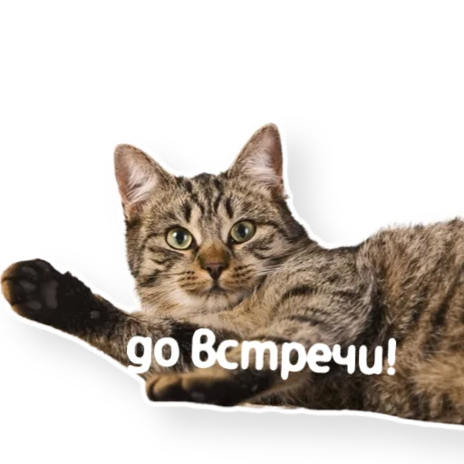 ✋ Стикер «котыдоброты» для Telegram