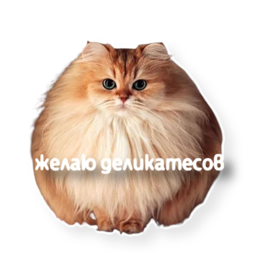 🦪 Стикер «котыдоброты» для Telegram