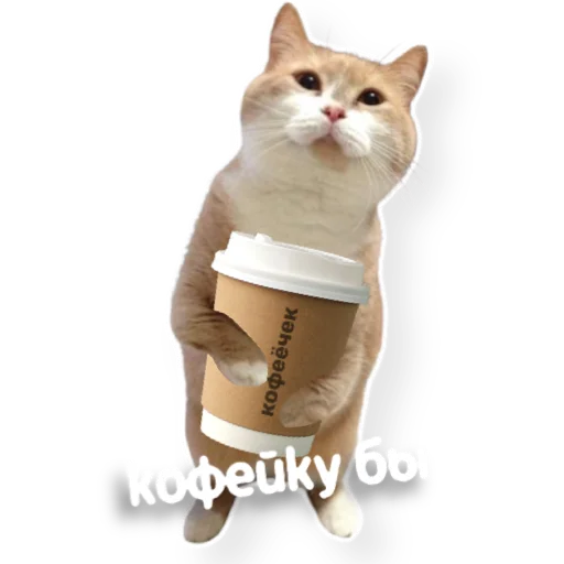 ☕️ Стикер «котыдоброты» для Telegram