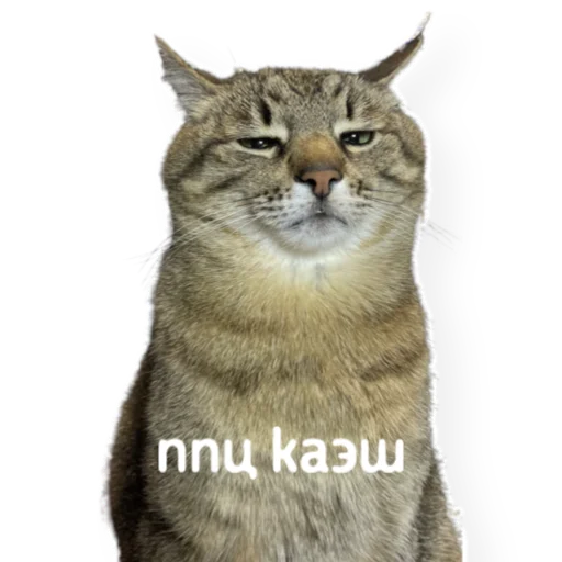 😑 Стикер «котыдоброты» для Telegram