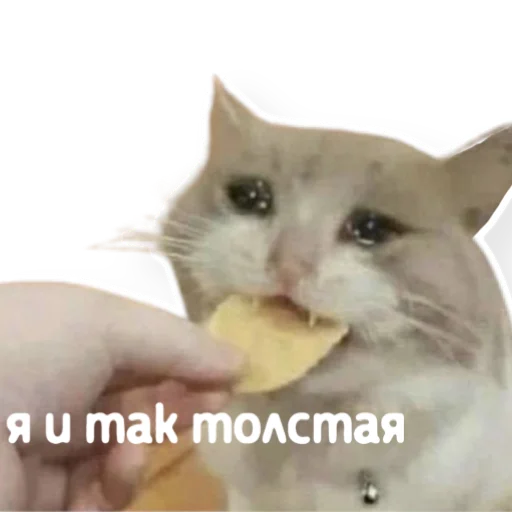 🍔 Стикер «котыдоброты» для Telegram