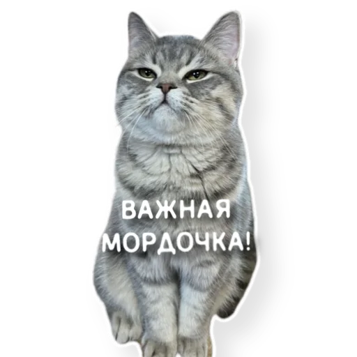 😌 Стикер «котыдоброты» для Telegram