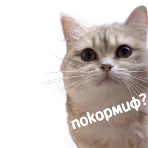 🤤 Стикер «котыдоброты» для Telegram