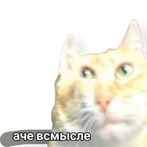 🌚 Стикер «котыдоброты» для Telegram