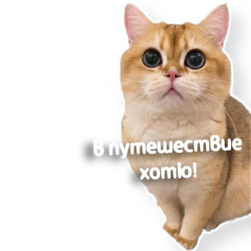 ✈️ Стикер «котыдоброты» для Telegram