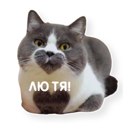 ❤️ Стикер «котыдоброты» для Telegram