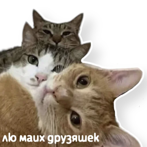 👻 Стикер «котыдоброты» для Telegram
