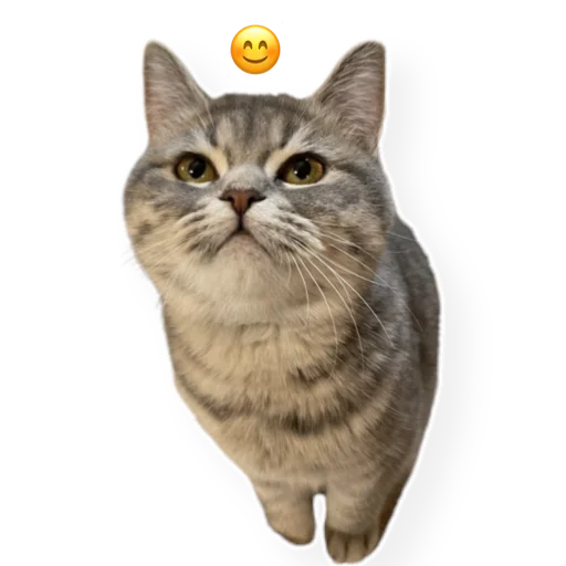 😊 Стикер «котыдоброты» для Telegram