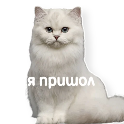 👣 Стикер «котыдоброты» для Telegram