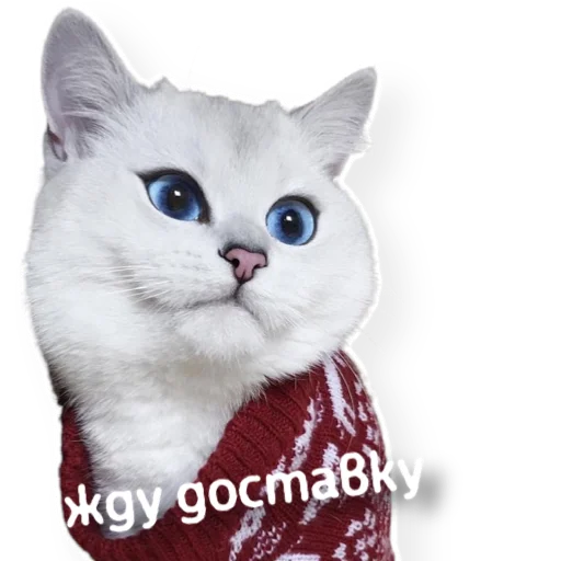 📦 Стикер «котыдоброты» для Telegram