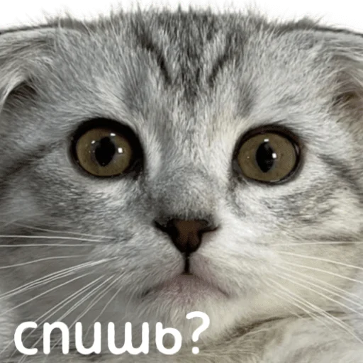 😴 Стикер «котыдоброты» для Telegram
