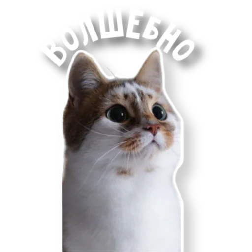 ✨ Стикер «котыдоброты» для Telegram