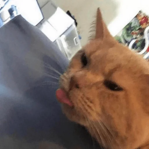 😠 Стикер «hœ’s mood» для Telegram