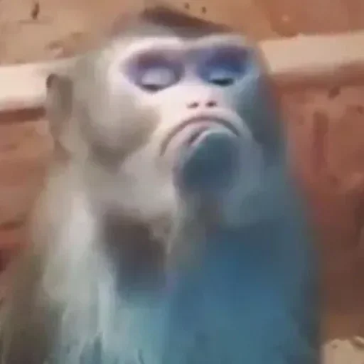 🙄 Стикер «hœ’s mood» для Telegram