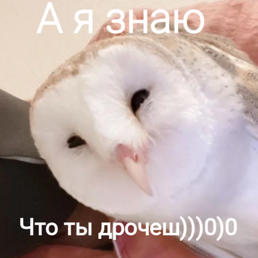 😏 Стикер «Совушки» для Telegram