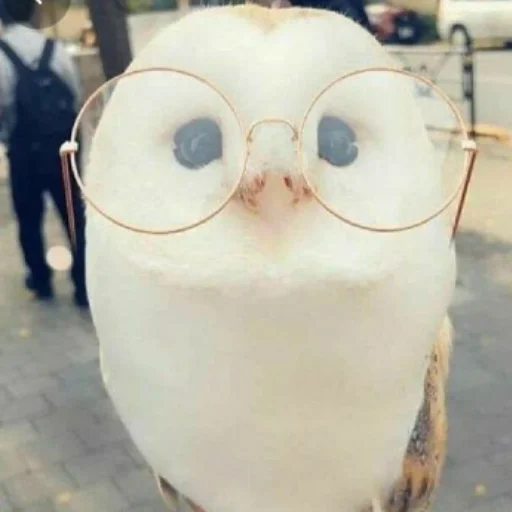 👓 Стикер «Совушки» для Telegram