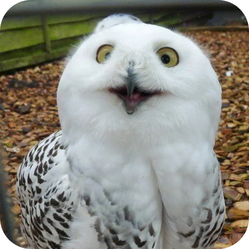 🦉 Стикер «Owls» для Telegram