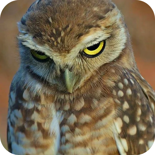 🦉 Стикер «Owls» для Telegram