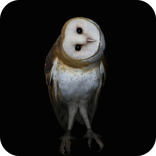 🦉 Стикер «Owls» для Telegram