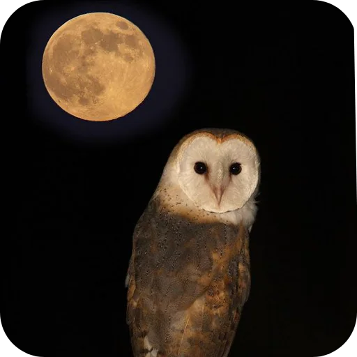 🦉 Стикер «Owls» для Telegram