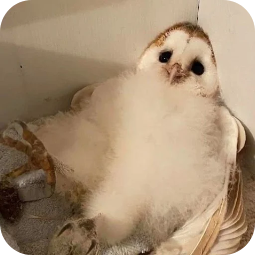 🦉 Стикер «Owls» для Telegram