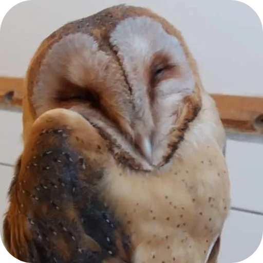 🦉 Стикер «Owls» для Telegram