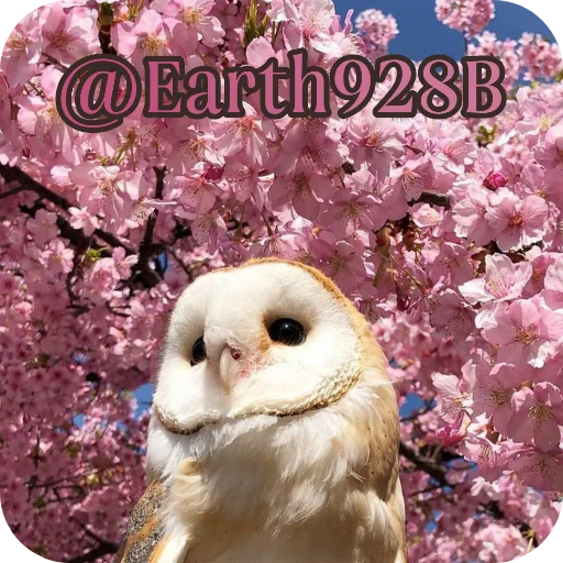 🦉 Стикер «Owls» для Telegram